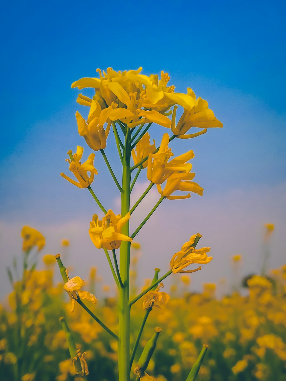 a yellow flower in a field of yellow flowers