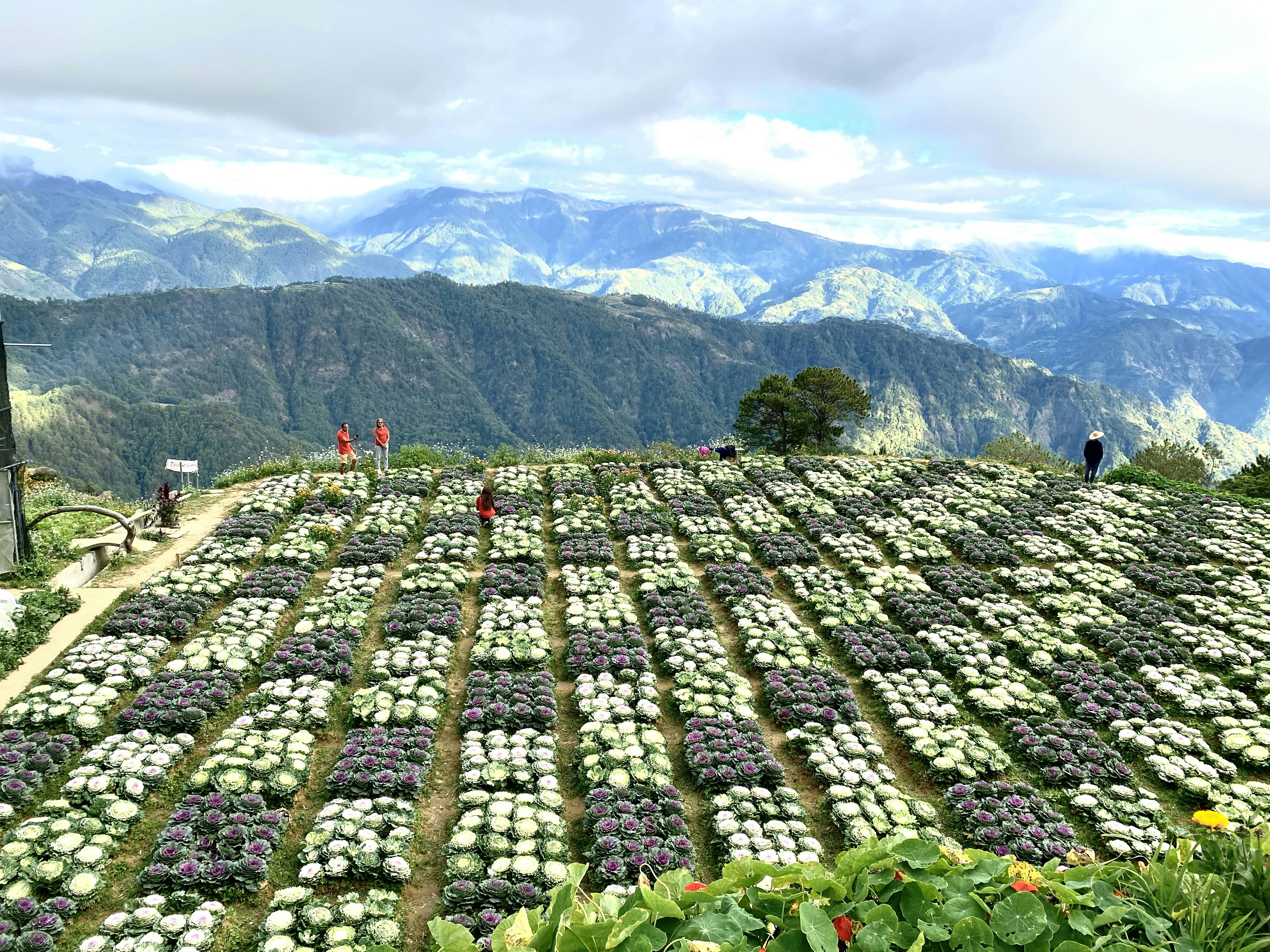 15 Culinary Travel Spots to Explore Organic Herb and Spice Farms