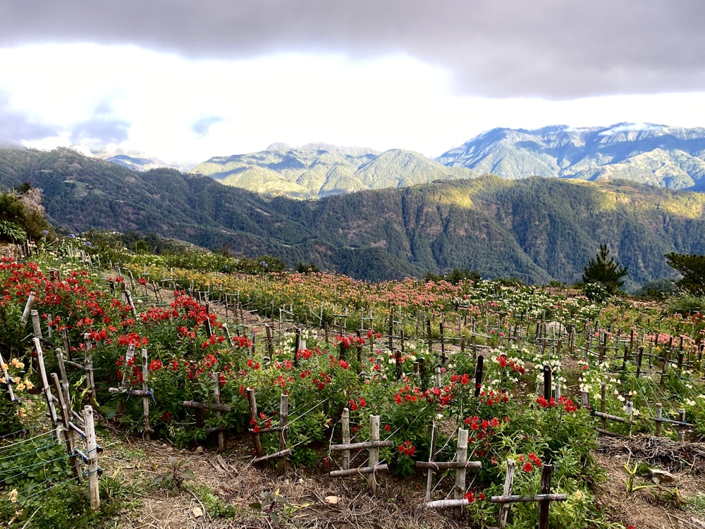 a field of flowers with mountains in the background