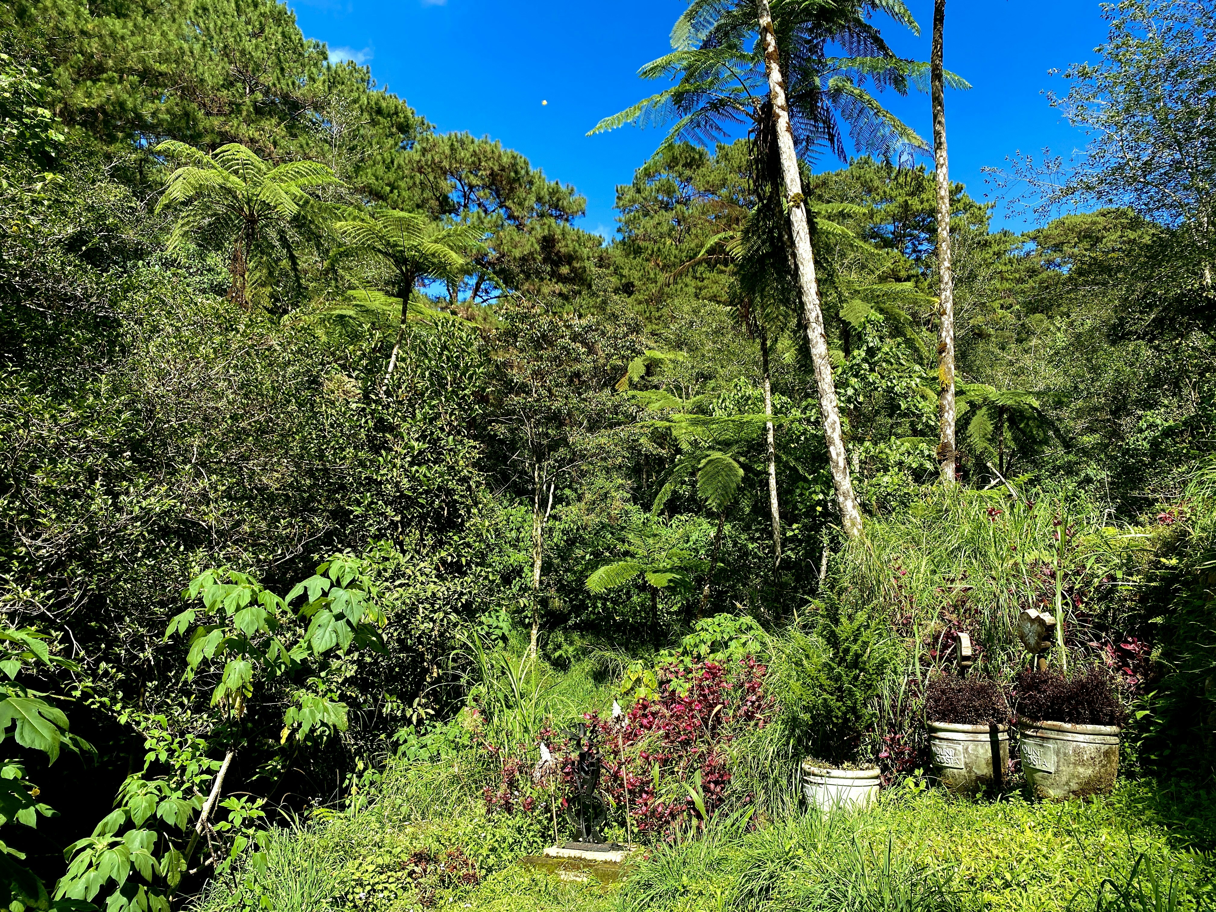 Photo by reddelacruz