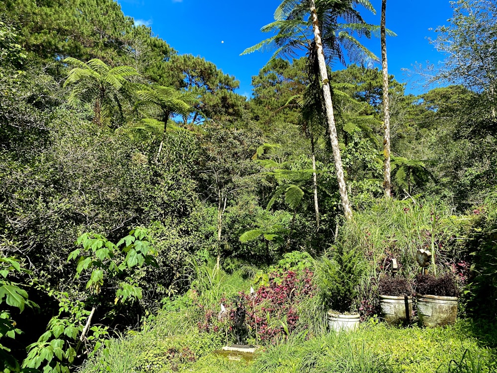 a lush green forest filled with lots of trees