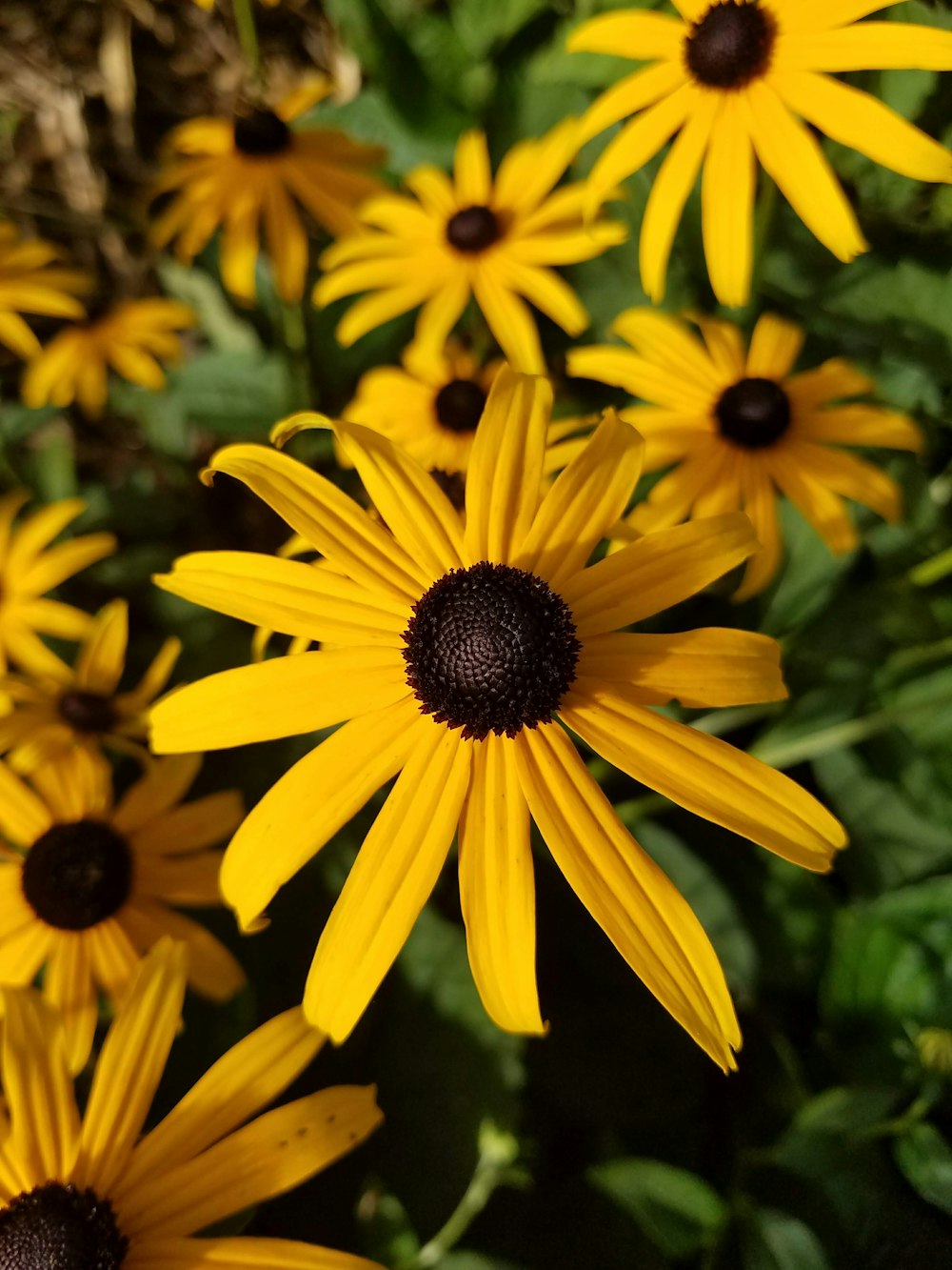 a bunch of yellow flowers that are in the grass