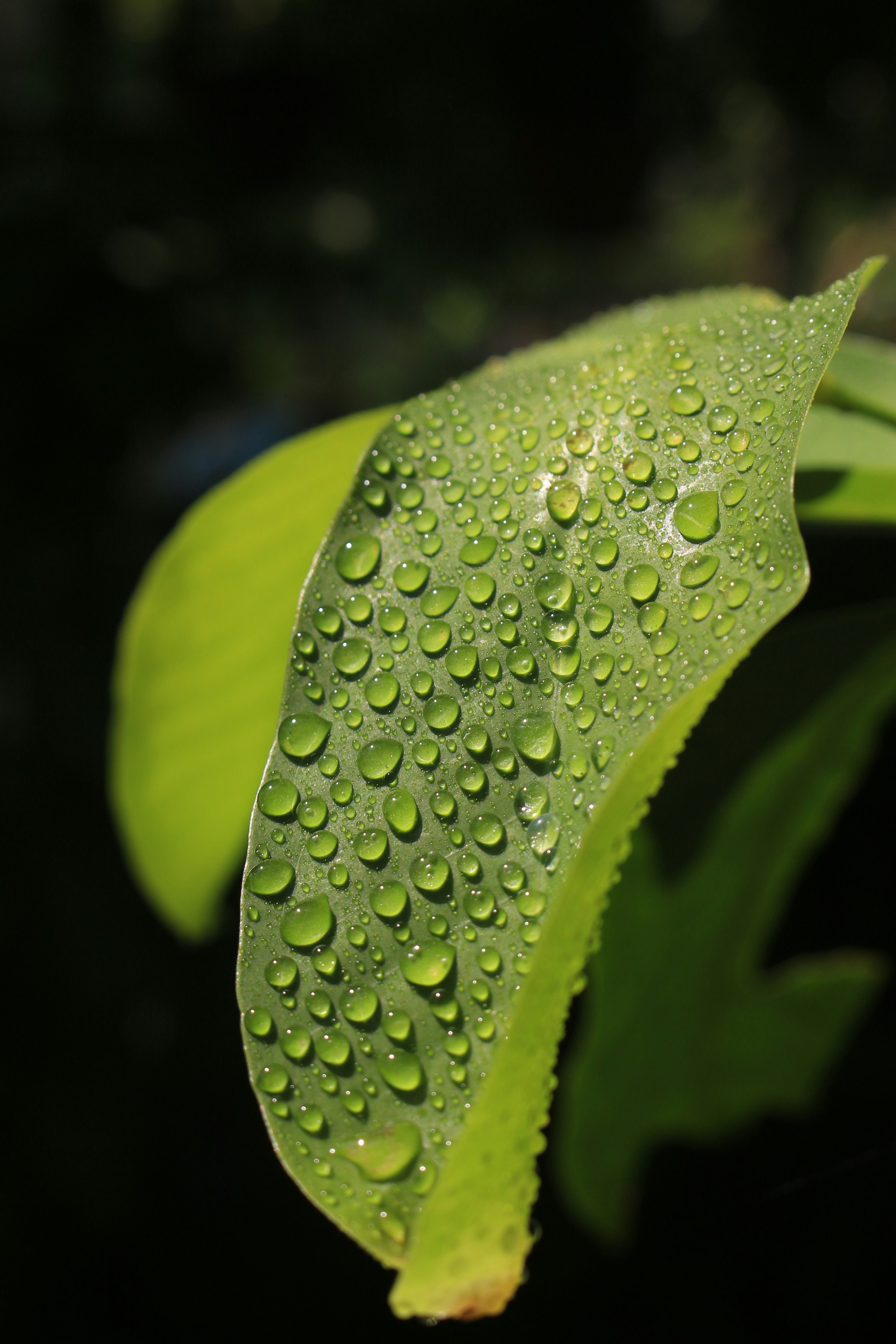 Photo by ghanifauzans