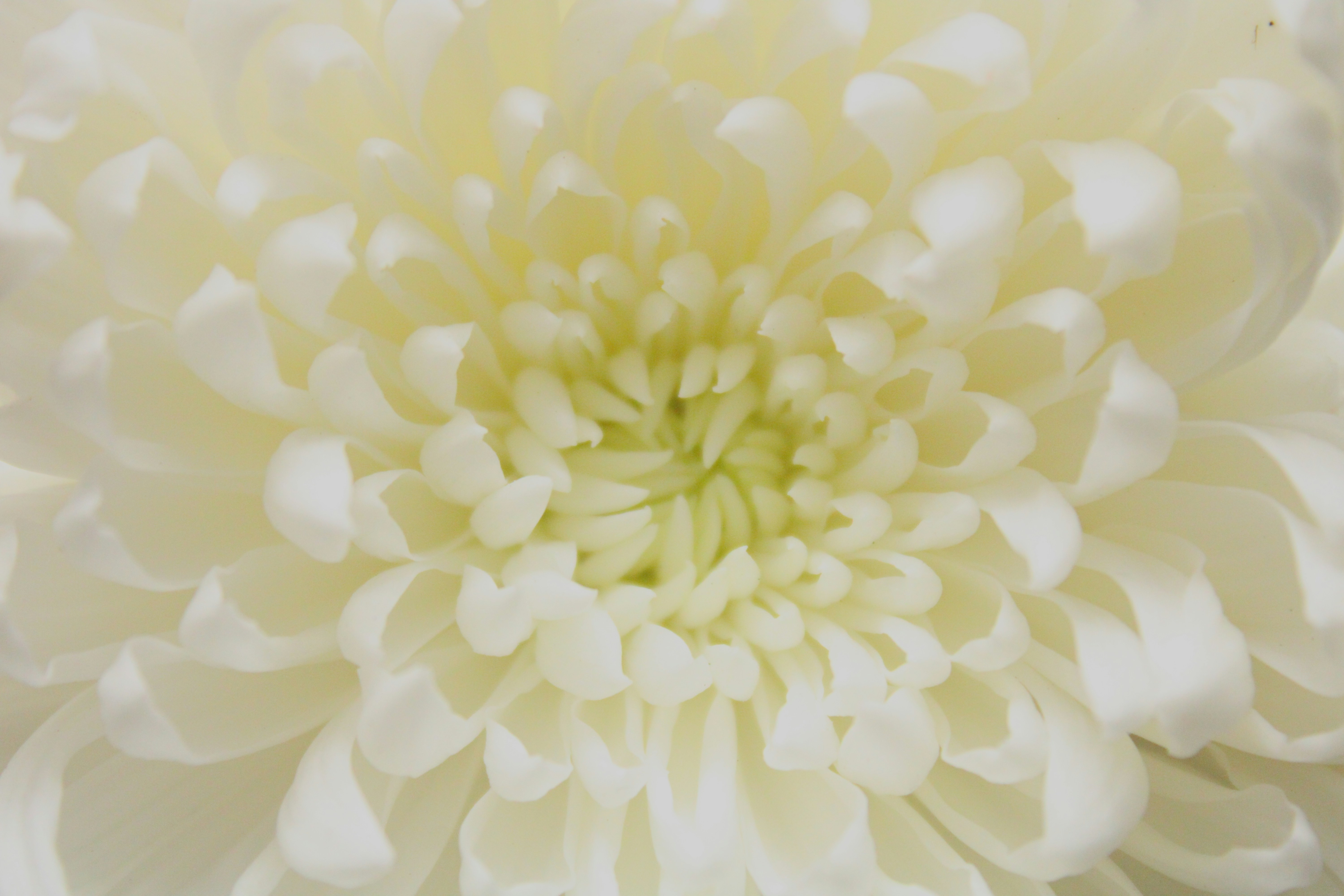 Photo by ingenious0range