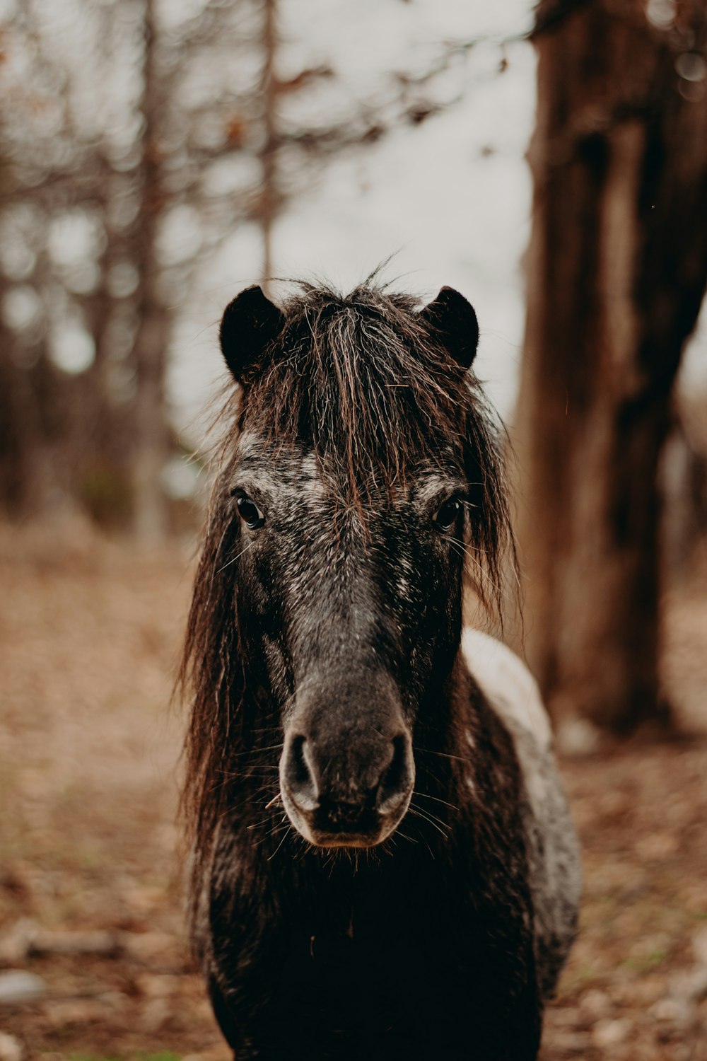 a brown horse standing in a forest next to a tree