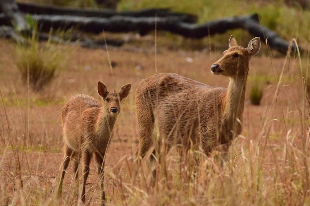 a couple of deer standing on top of a dry grass field