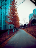 A peaceful campus pathway lined with trees showing autumn colors.