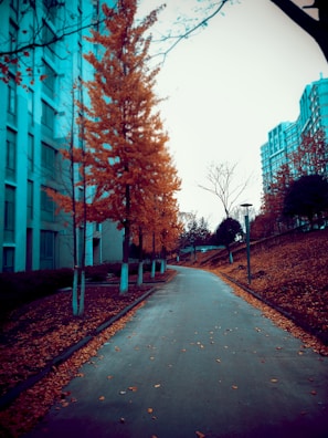 A peaceful campus pathway lined with trees showing autumn colors.