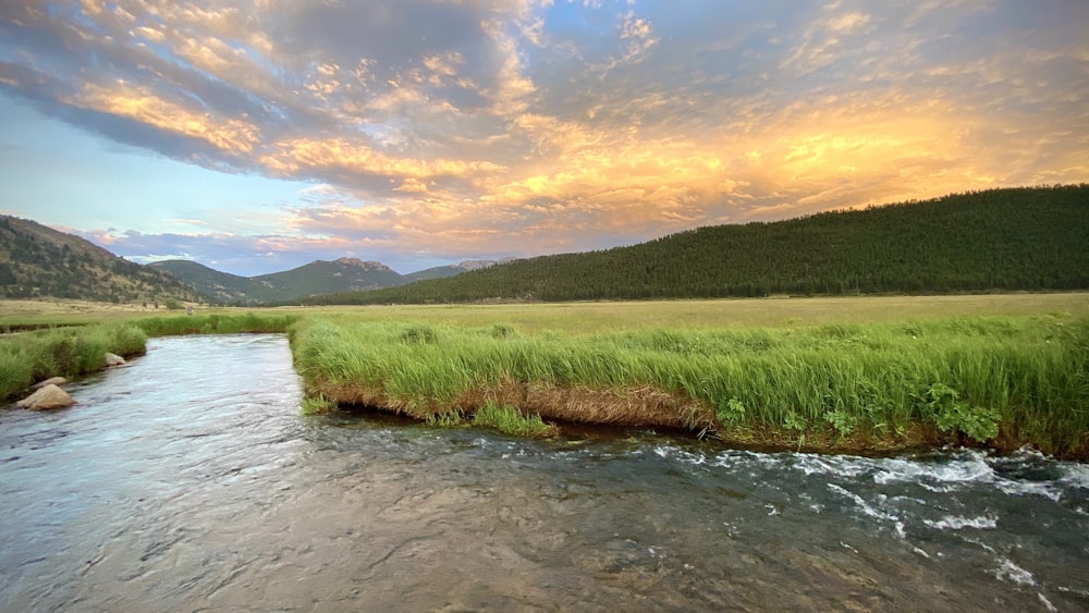 a river running through a lush green field