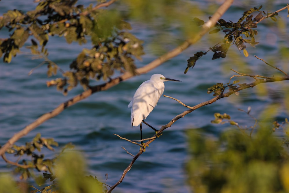 a white bird sitting on top of a tree branch