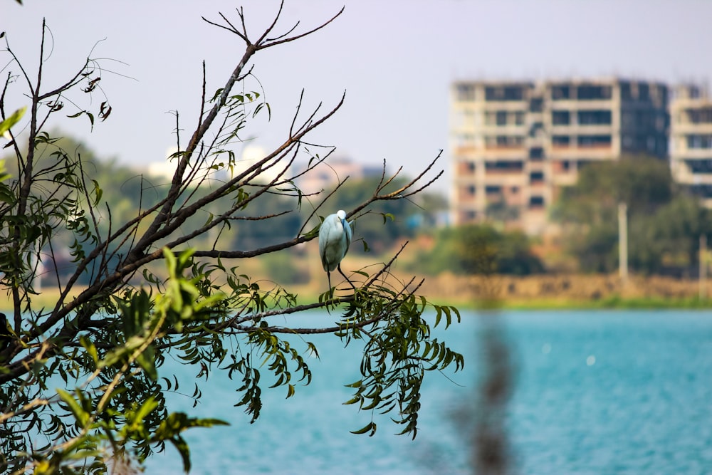 a white bird sitting on a tree branch near a body of water