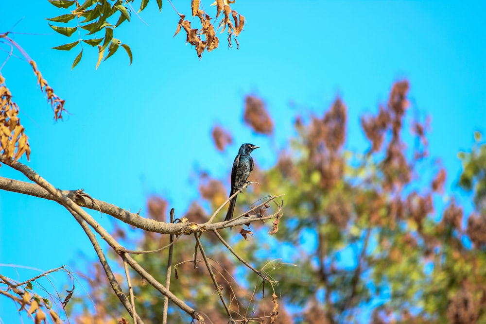 a bird sitting on a branch of a tree