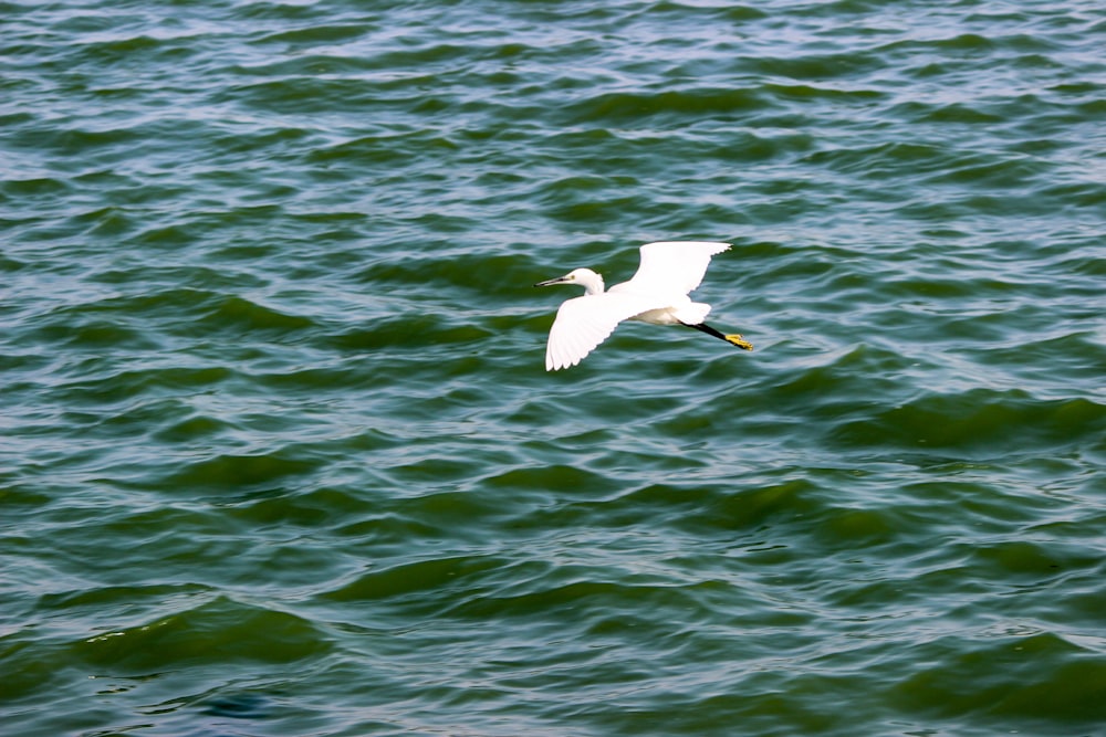 a white bird flying over a body of water