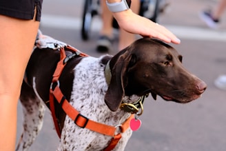A brown and white dog is wearing a harness and being gently petted on the head by a person. The person is wearing shorts and a watch on their wrist. In the background, there are blurred figures and a street surface.