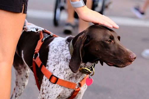 A brown and white dog is wearing a harness and being gently petted on the head by a person. The person is wearing shorts and a watch on their wrist. In the background, there are blurred figures and a street surface.