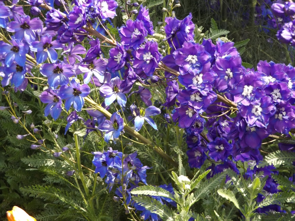 a bunch of purple flowers in a garden