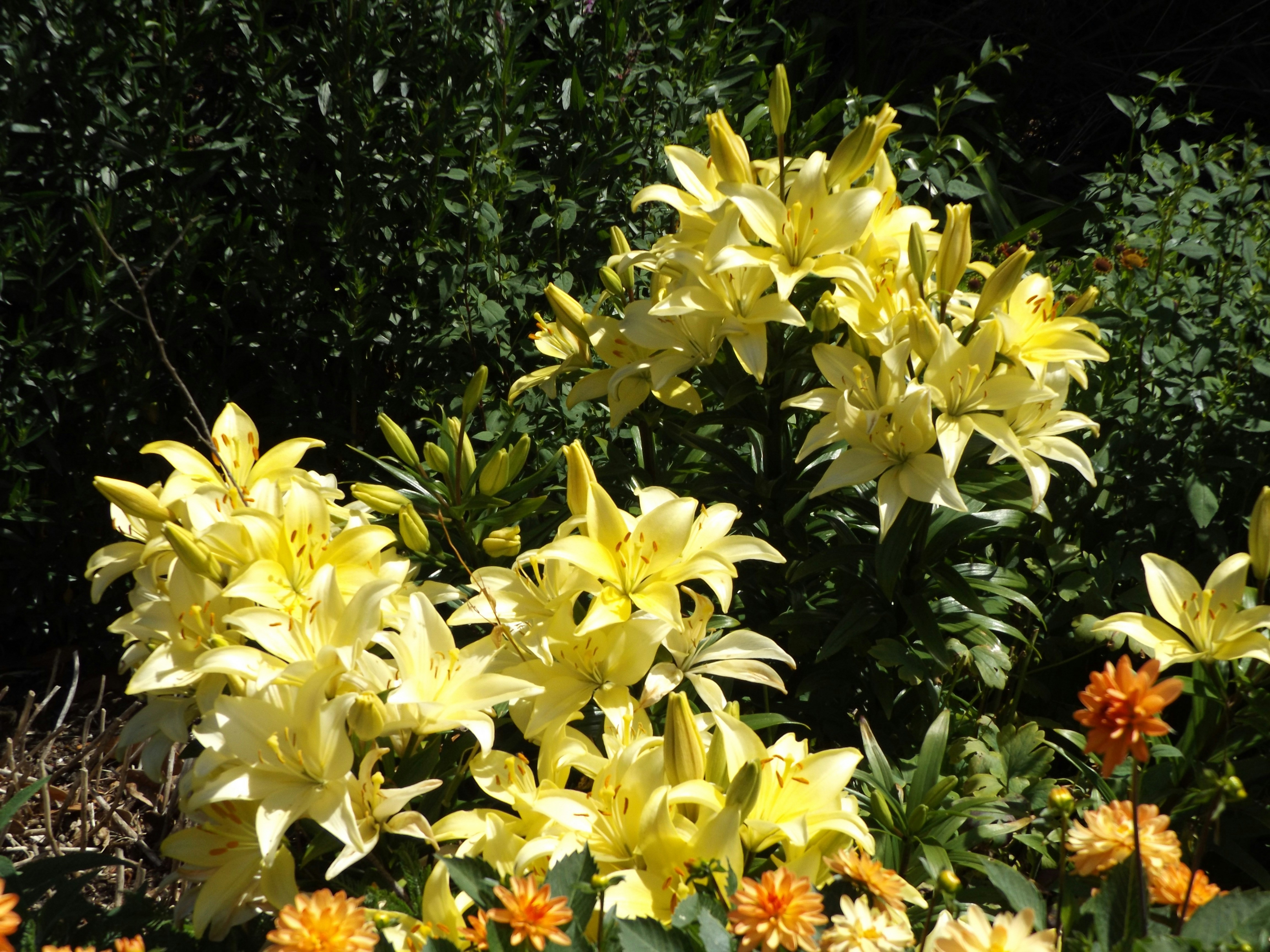 a bunch of yellow flowers in a garden, 