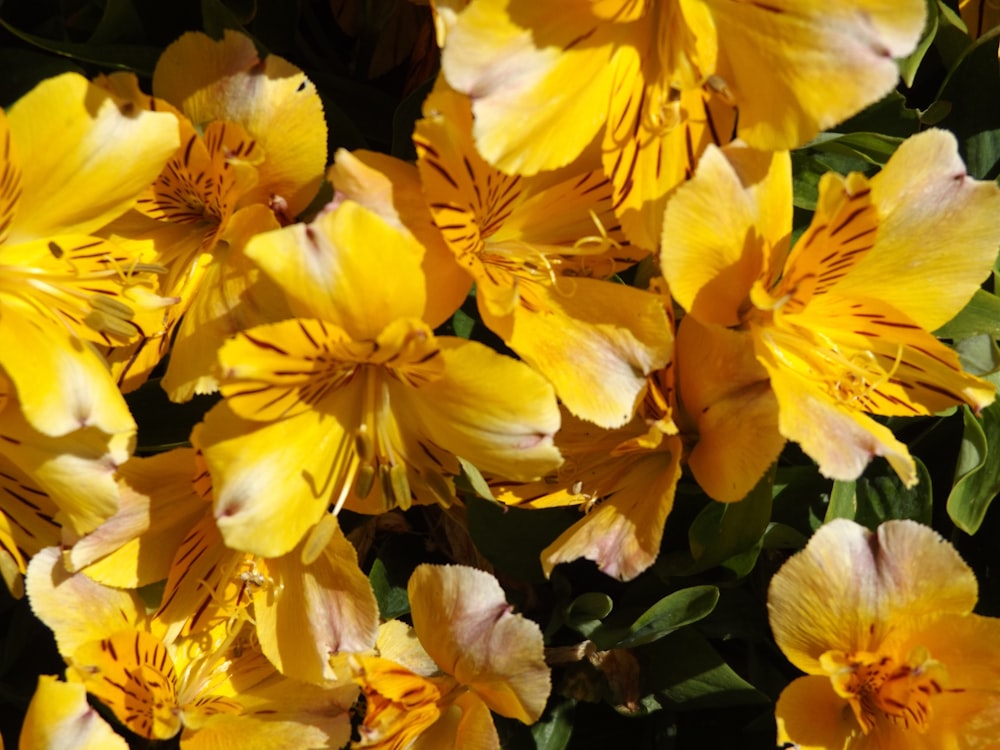 a bunch of yellow flowers with green leaves