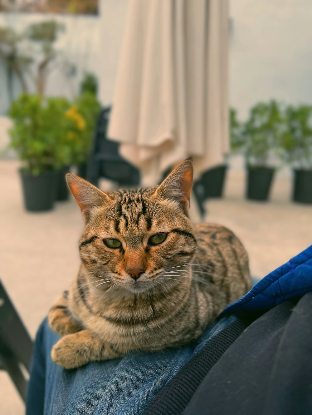 un gatto seduto sul retro del grembo di una persona