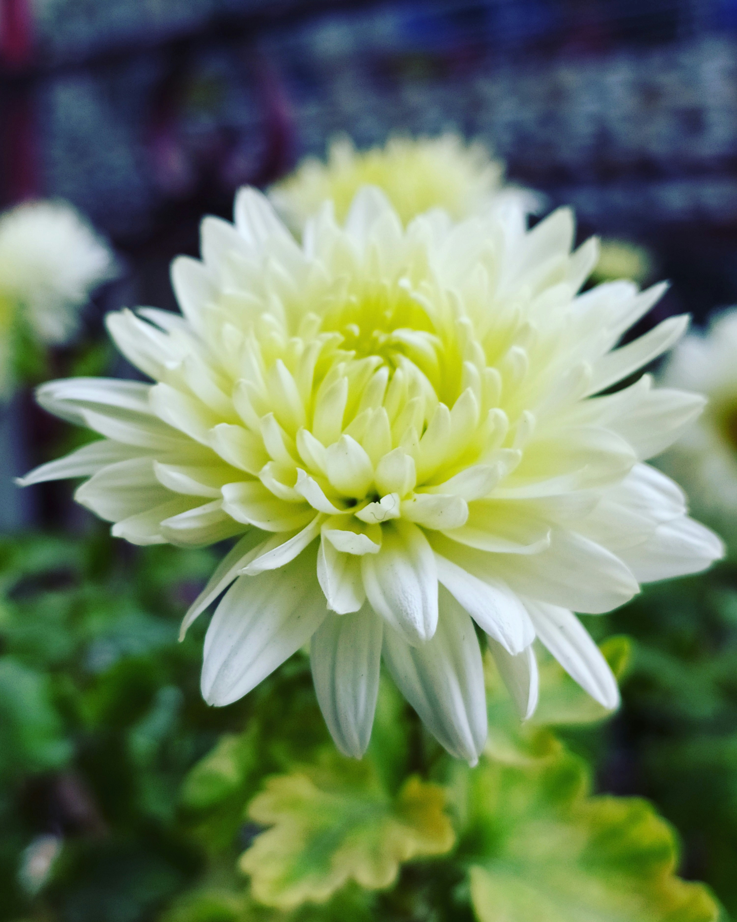 Photo by dhls_cam_ind