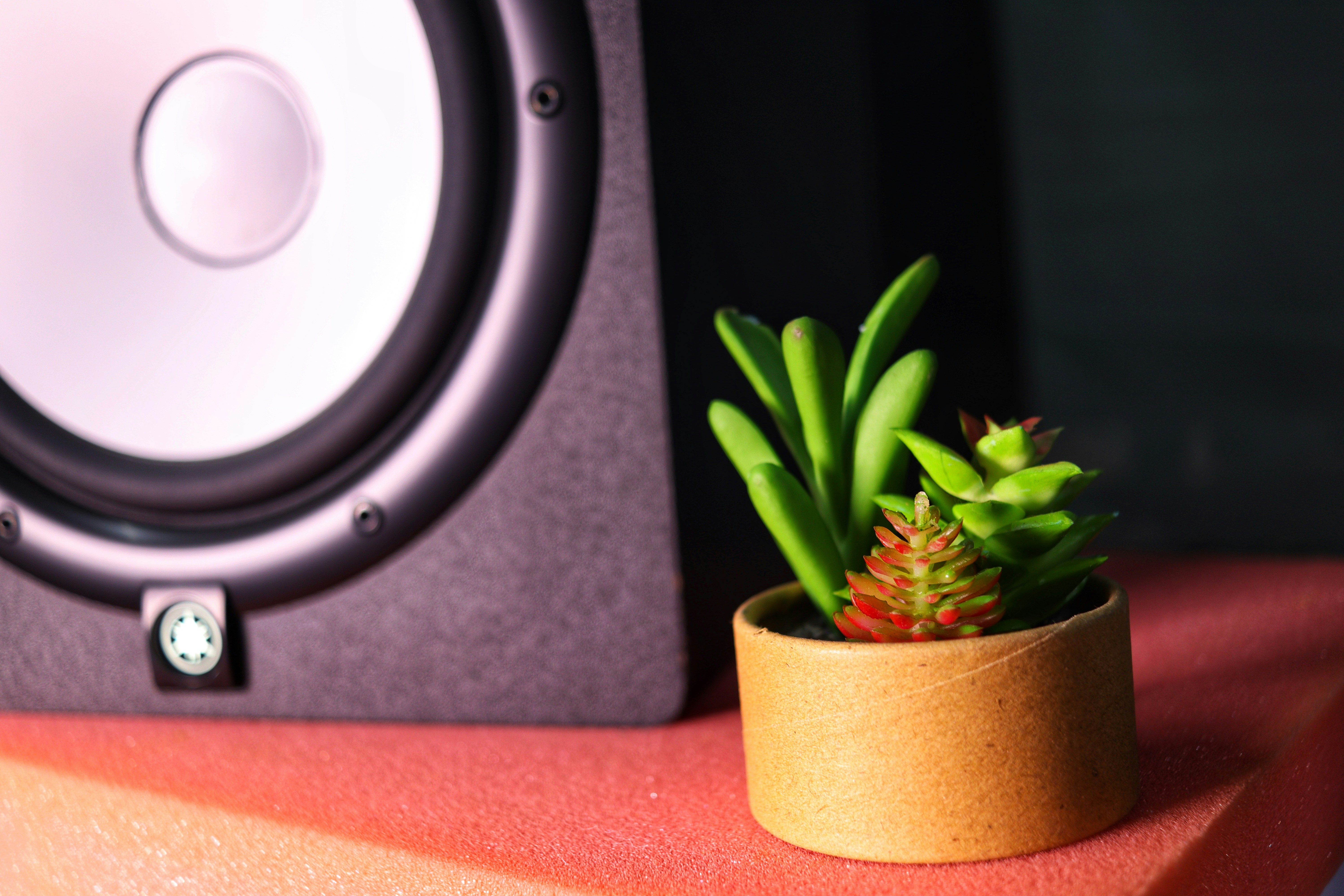 a small succulent in a pot next to a speaker