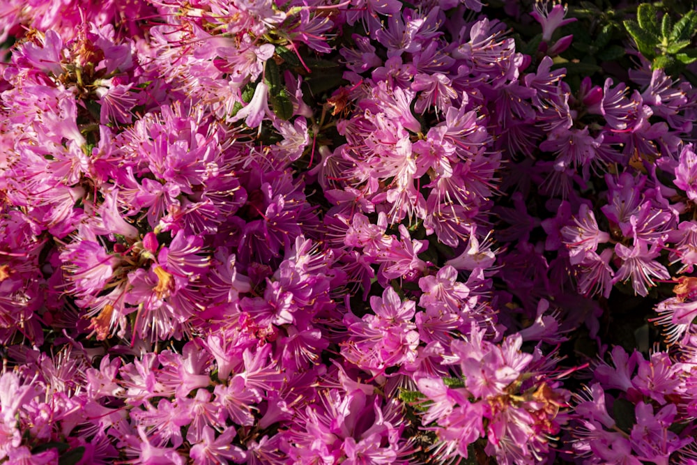 a bunch of purple flowers that are blooming