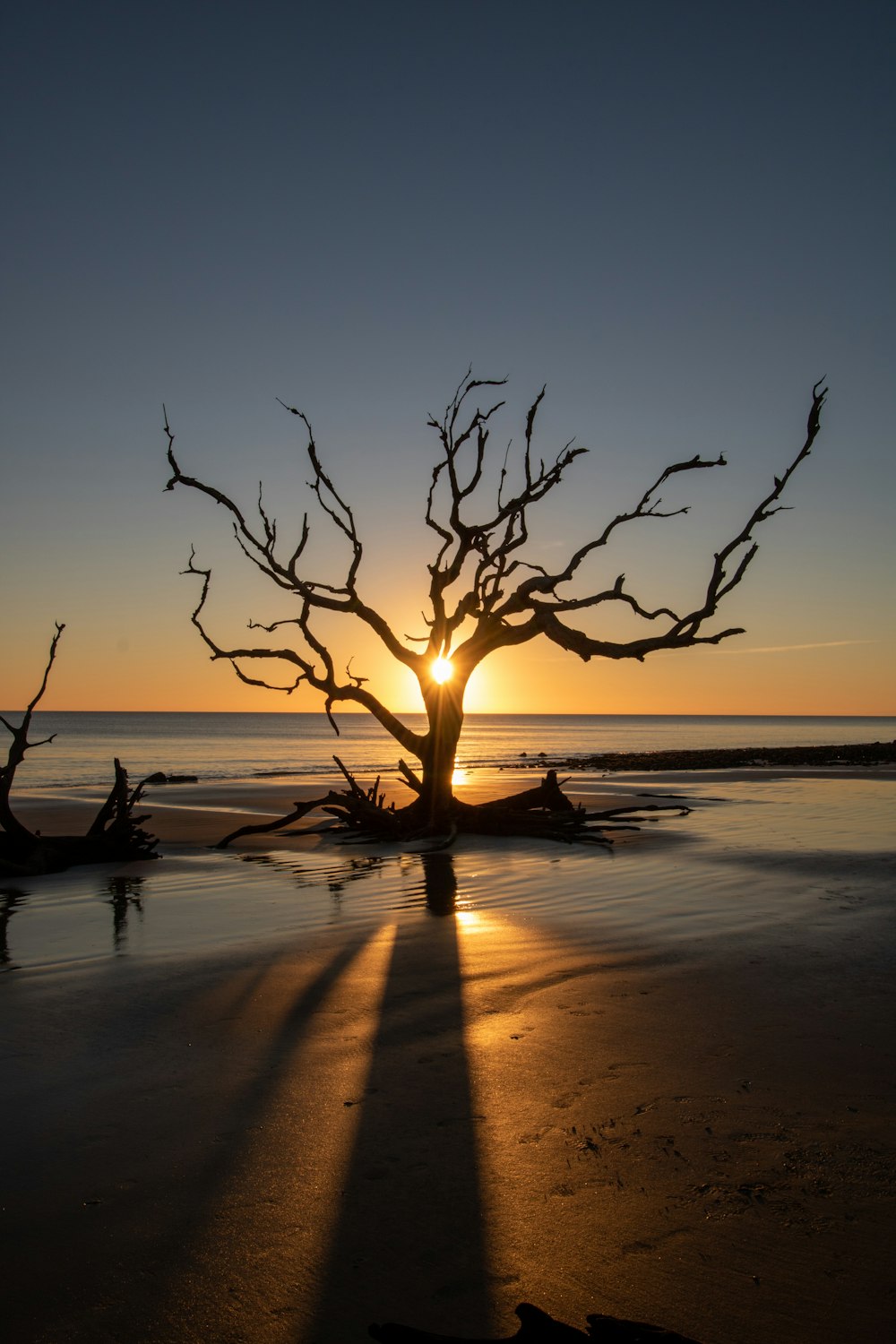 a tree that is standing in the sand