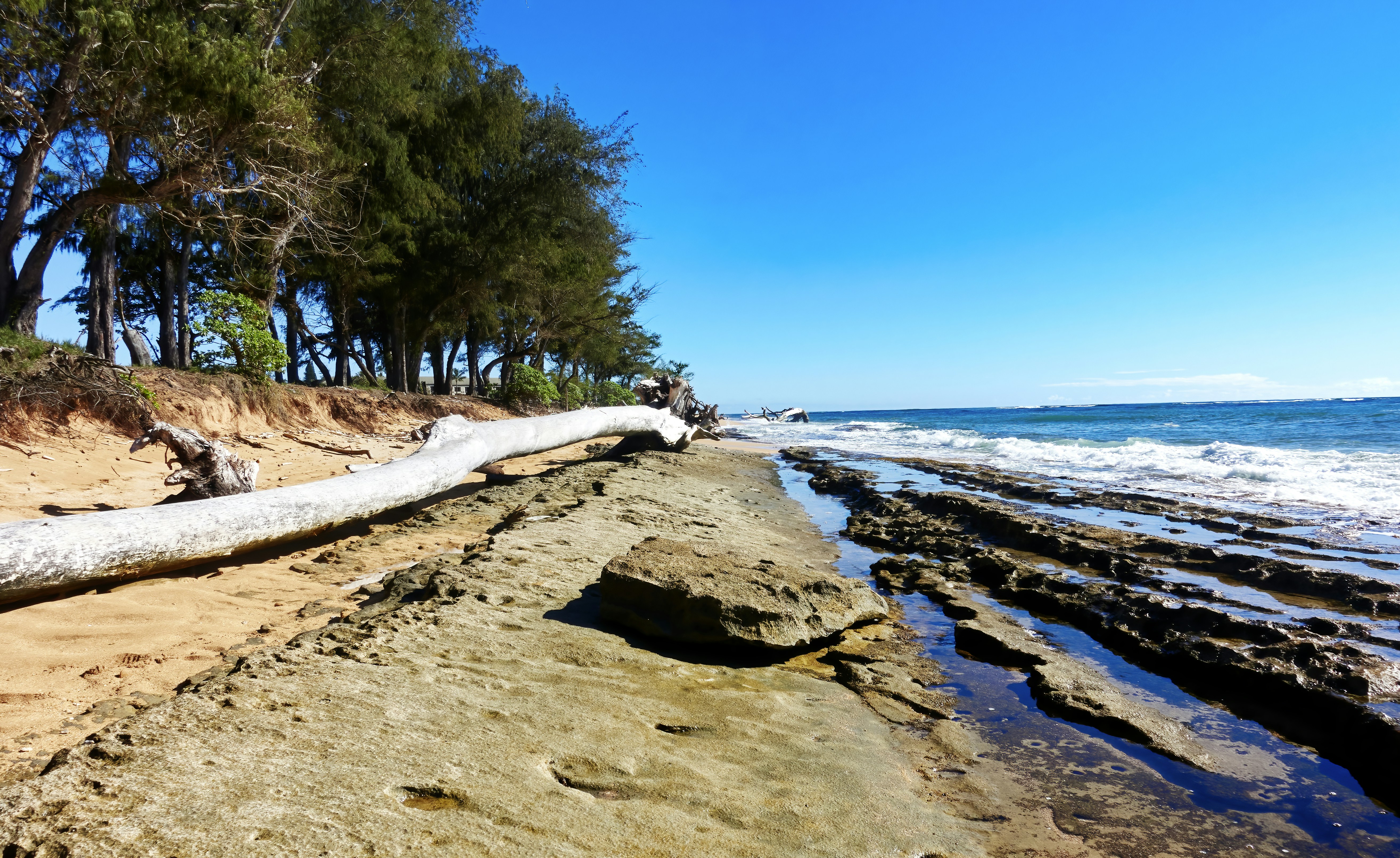 모래 사장 위에 누워있는 큰 통나무