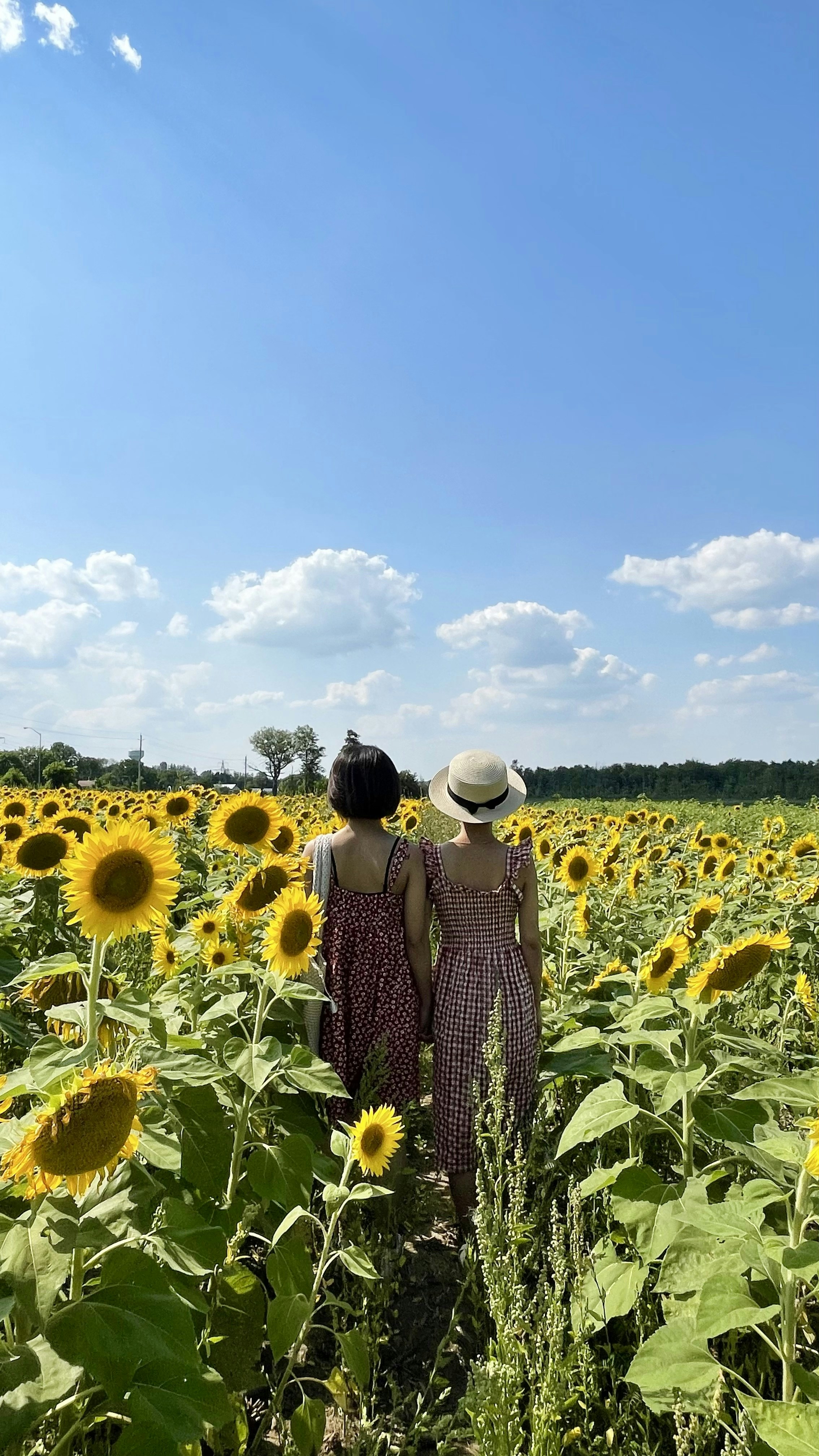 two people standing in a field of sunflowers