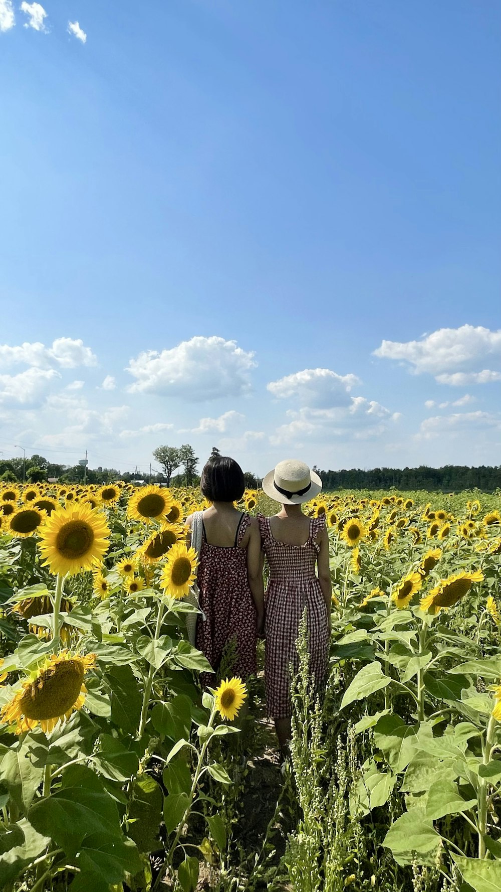 two people standing in a field of sunflowers