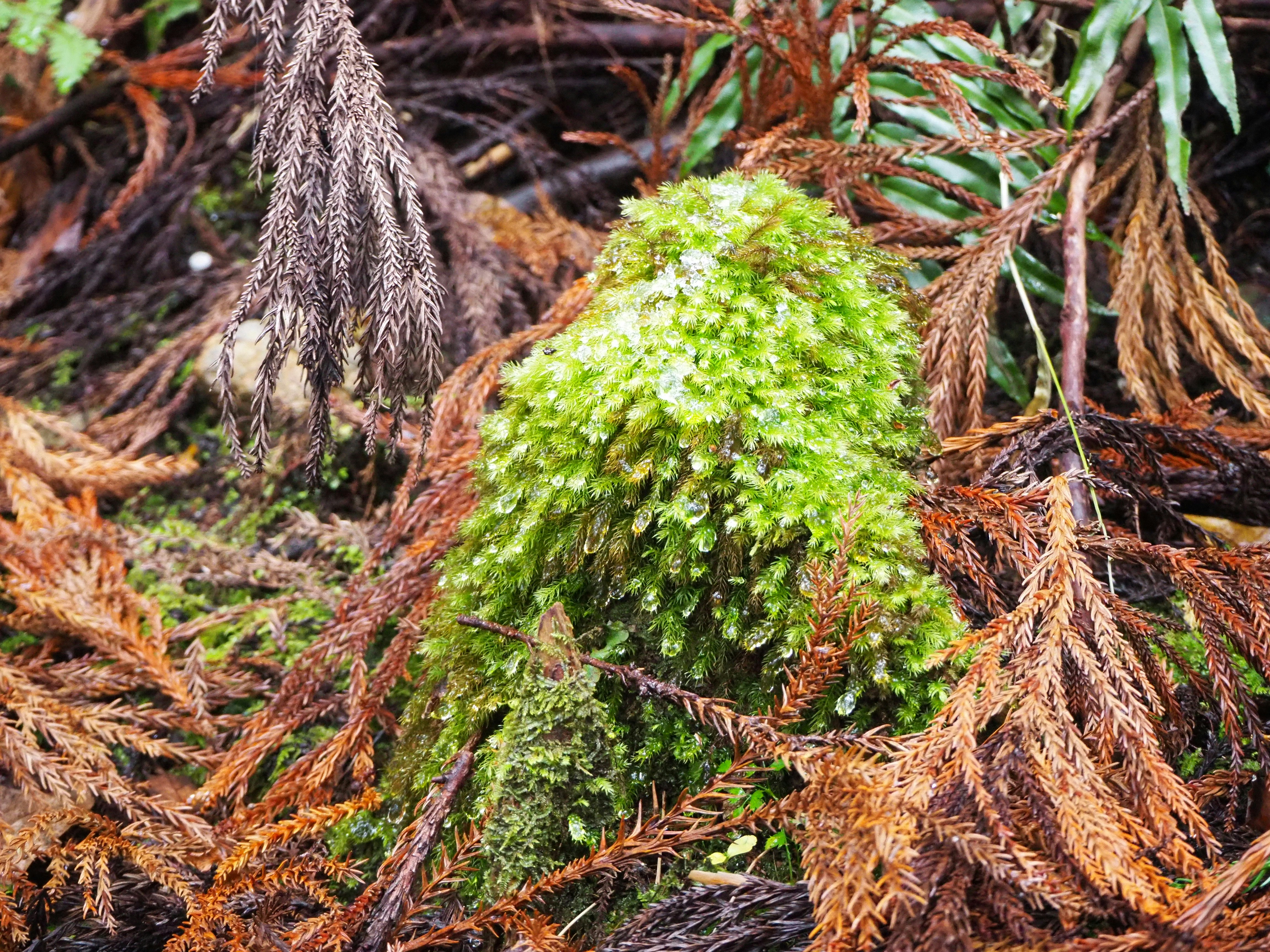 Photo by natski_takada