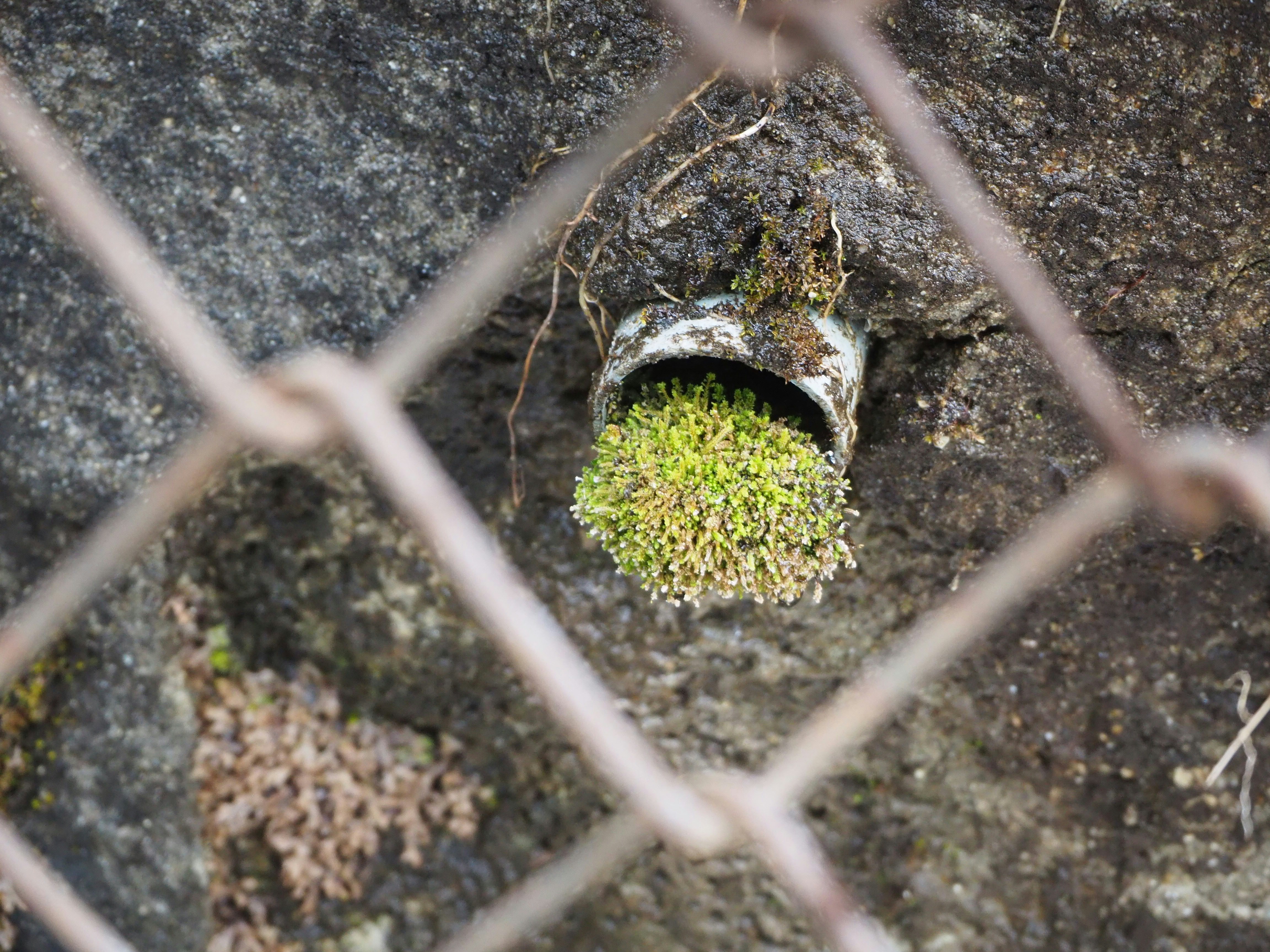 a hole in a rock with a plant growing out of it