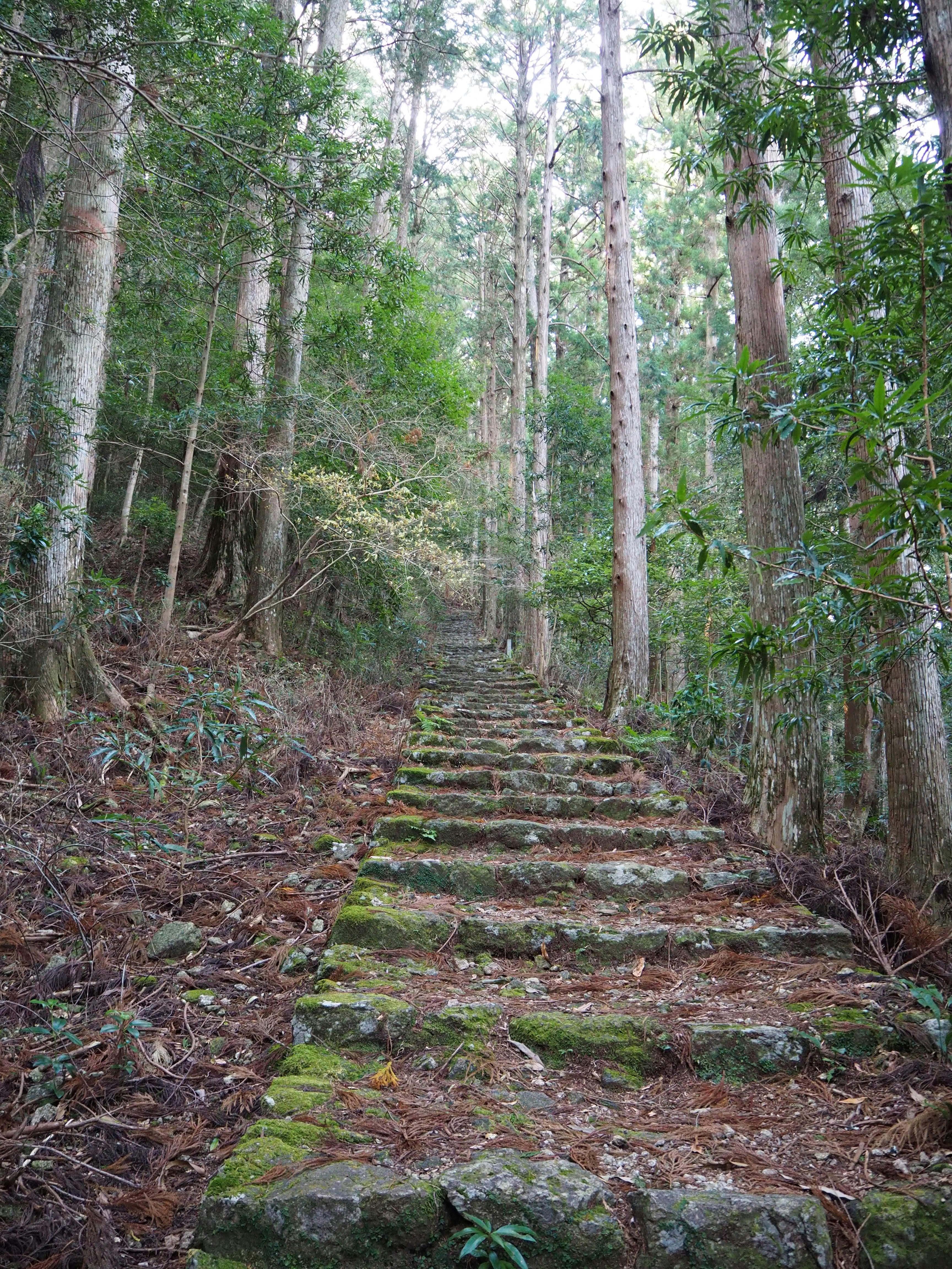 a set of stone steps in the middle of a forest