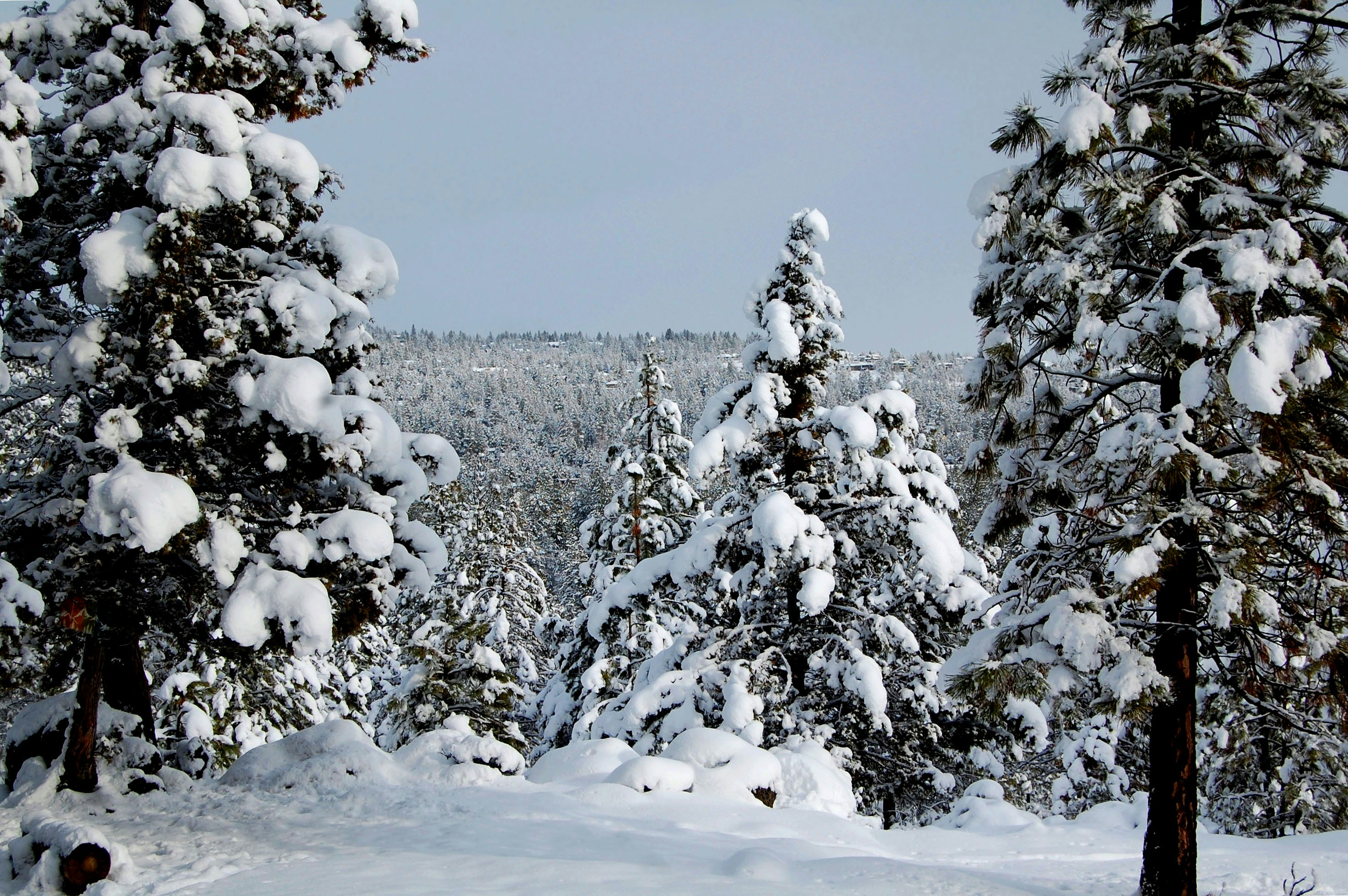 a snow covered forest filled with lots of trees