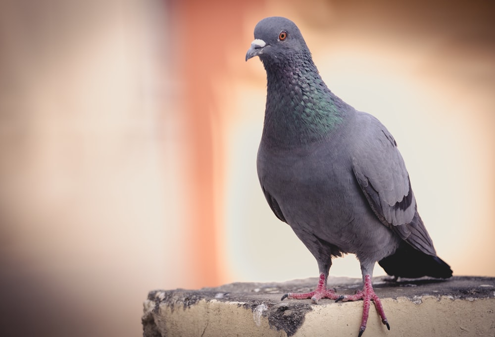 a pigeon sitting on a ledge with a blurry background
