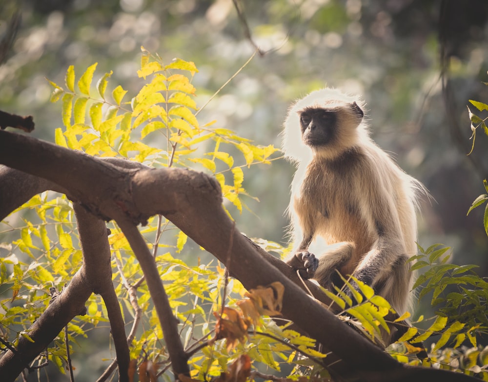 a monkey sitting on a tree branch in a forest