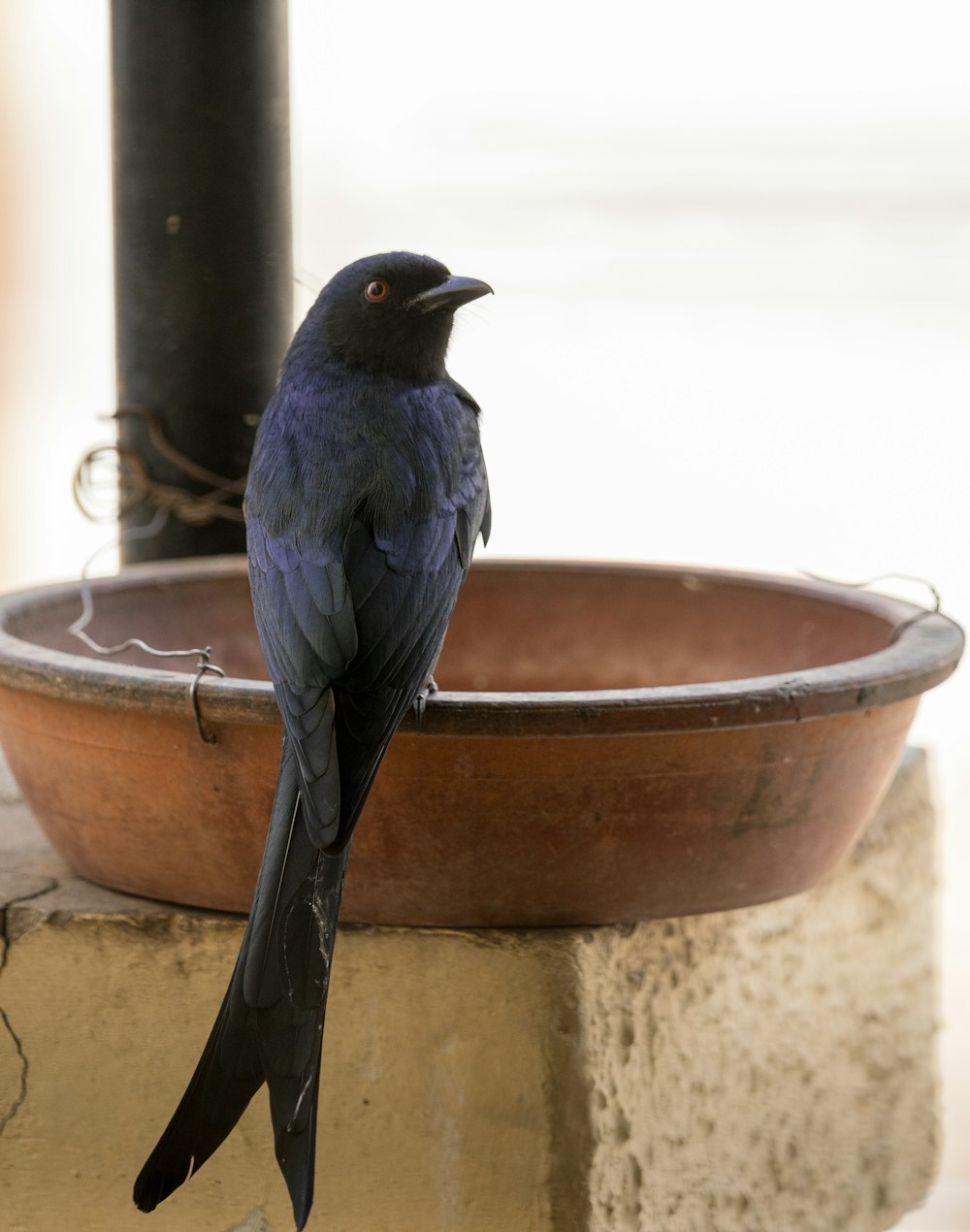 a black bird is sitting on a planter