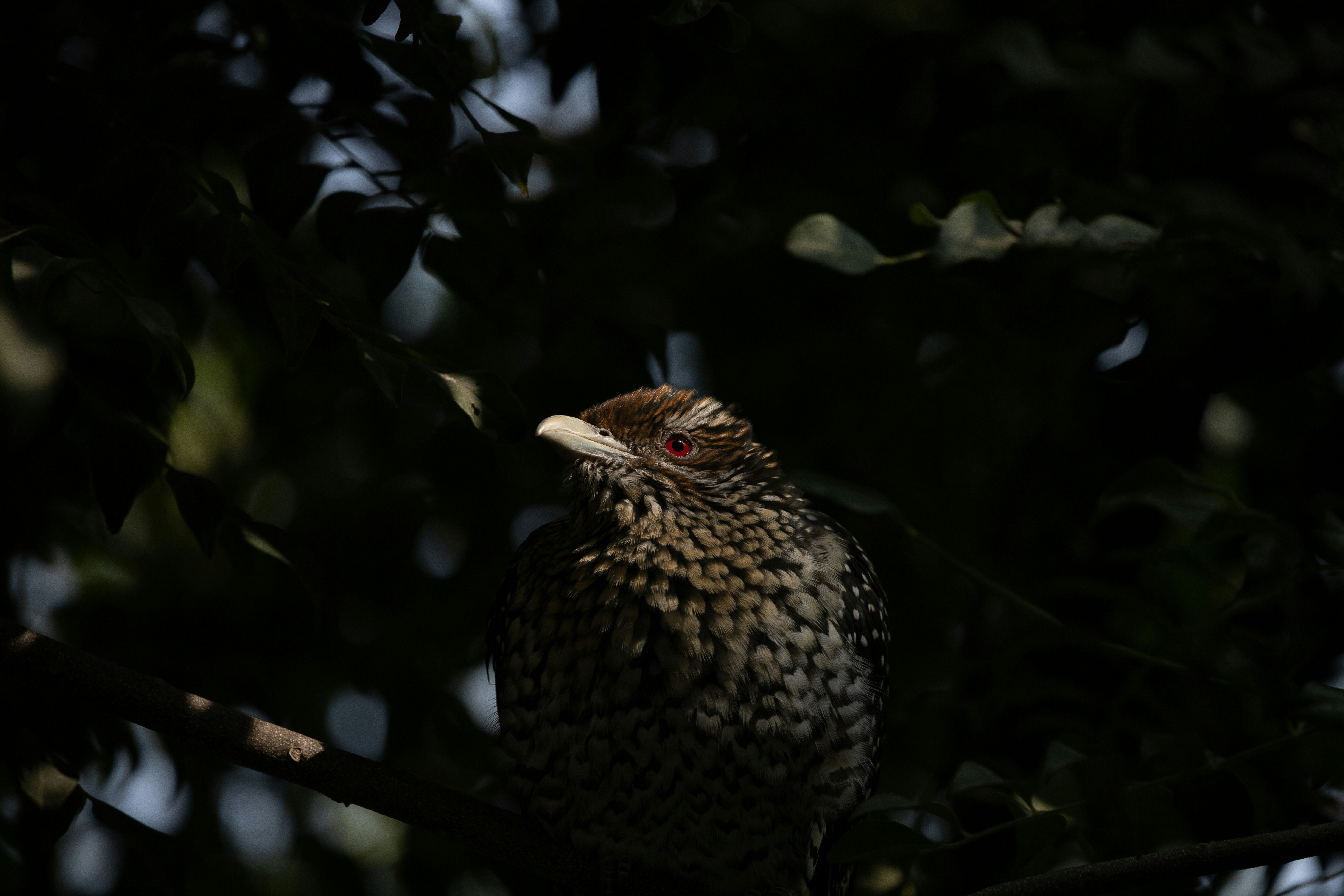 Asian Koel