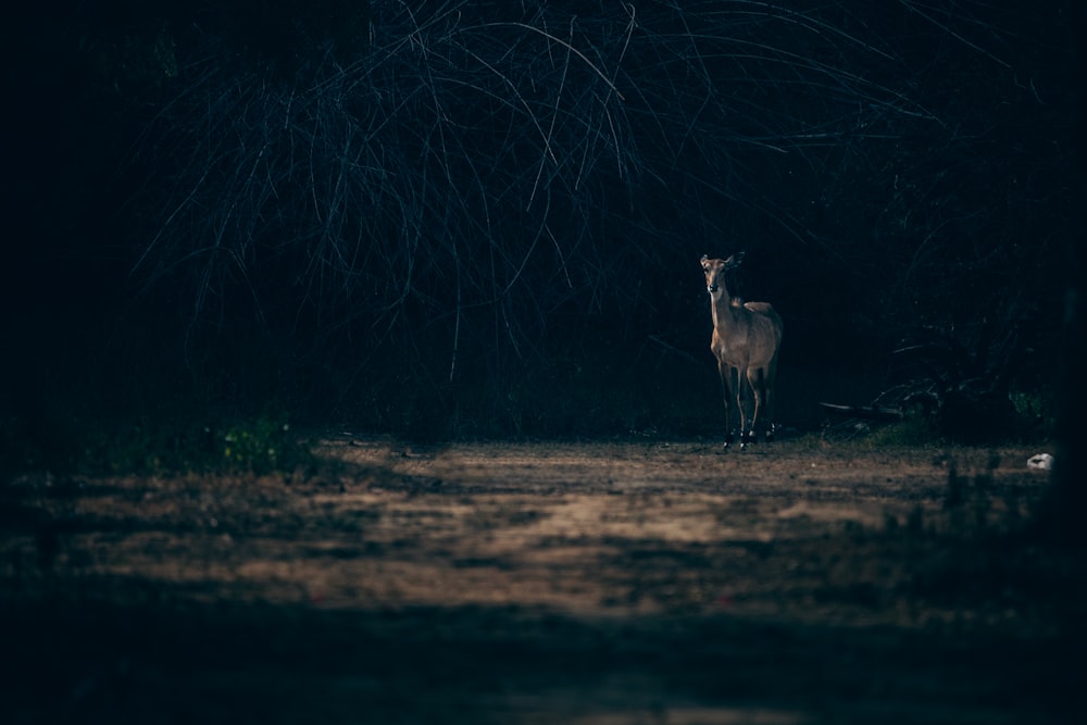 a deer standing in the middle of a forest at night