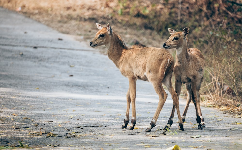 Ein paar Rehe stehen am Straßenrand