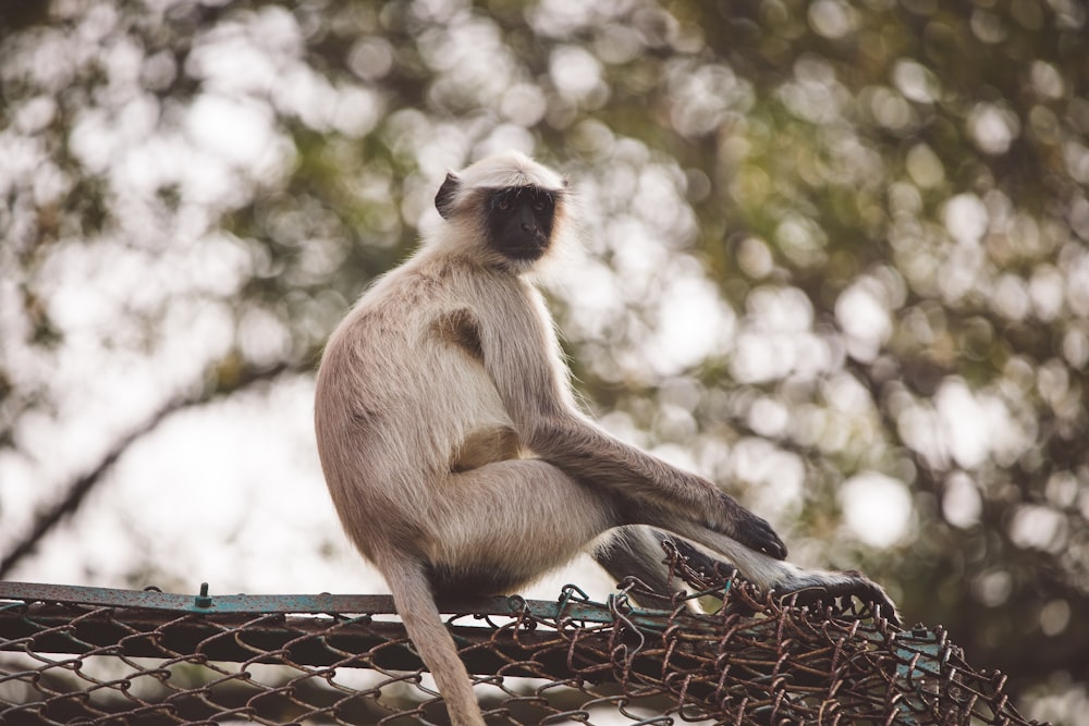 a monkey sitting on top of a chain link fence