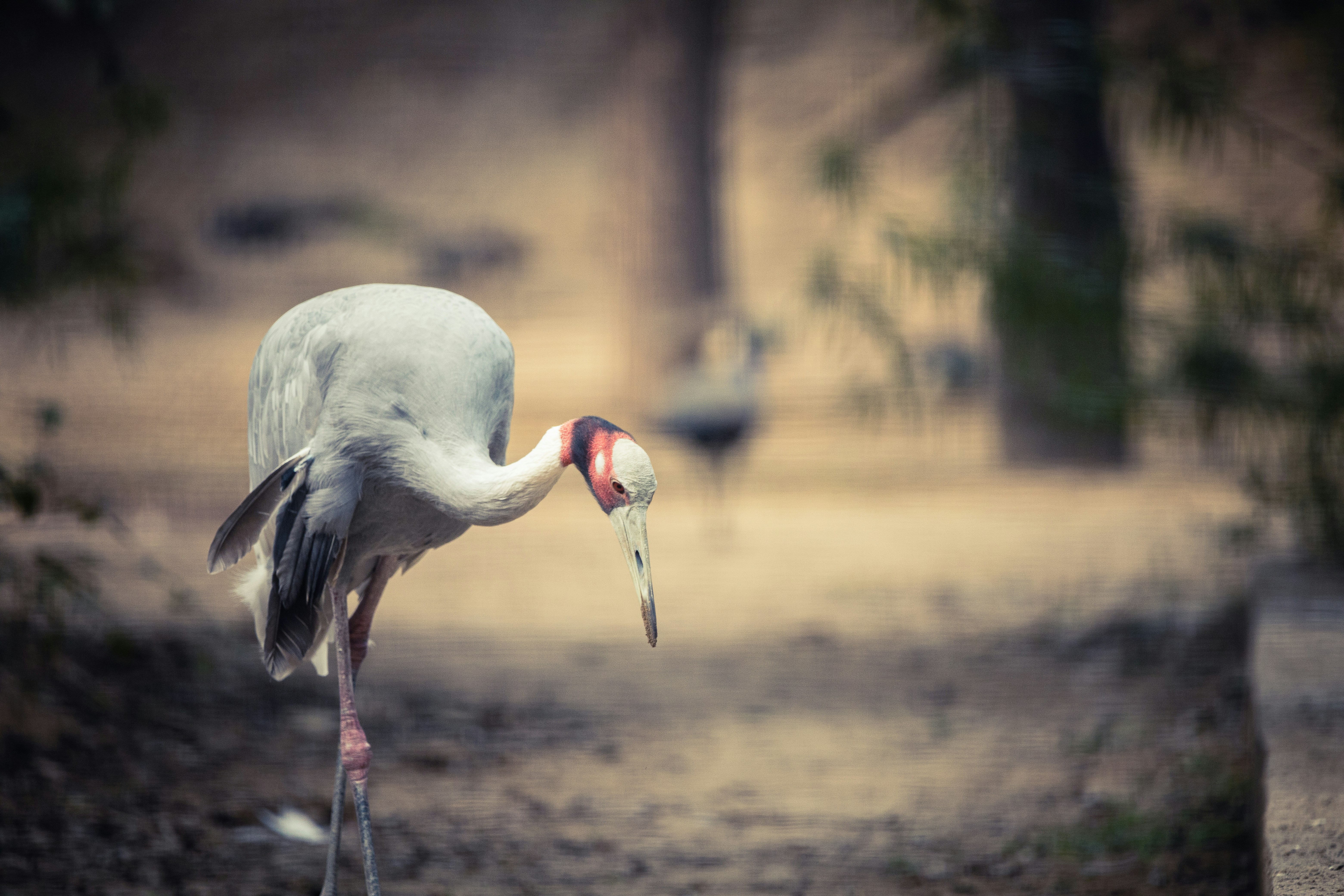 Photograph of a solitary crane standing on a muddy bank, head bent toward the water with its long beak near the ground. The shallow depth of field creates a soft, blurred backdrop.