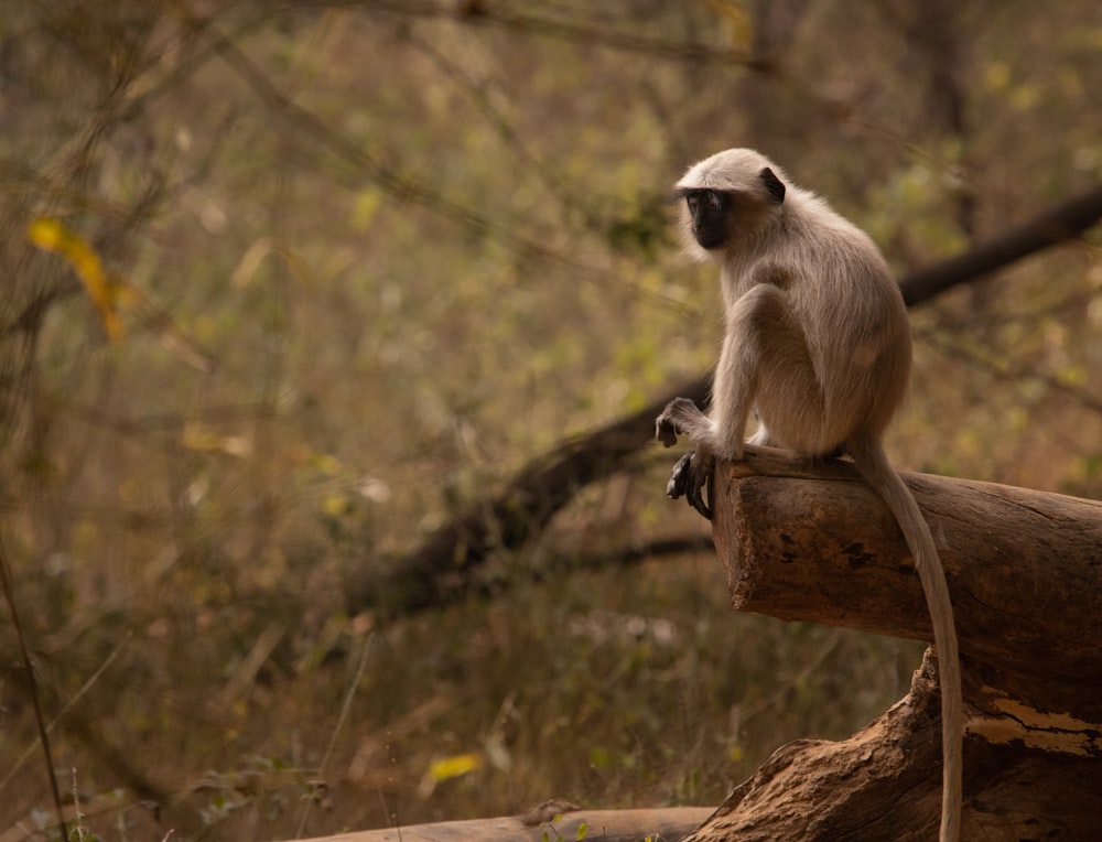 a monkey sitting on a log in a forest