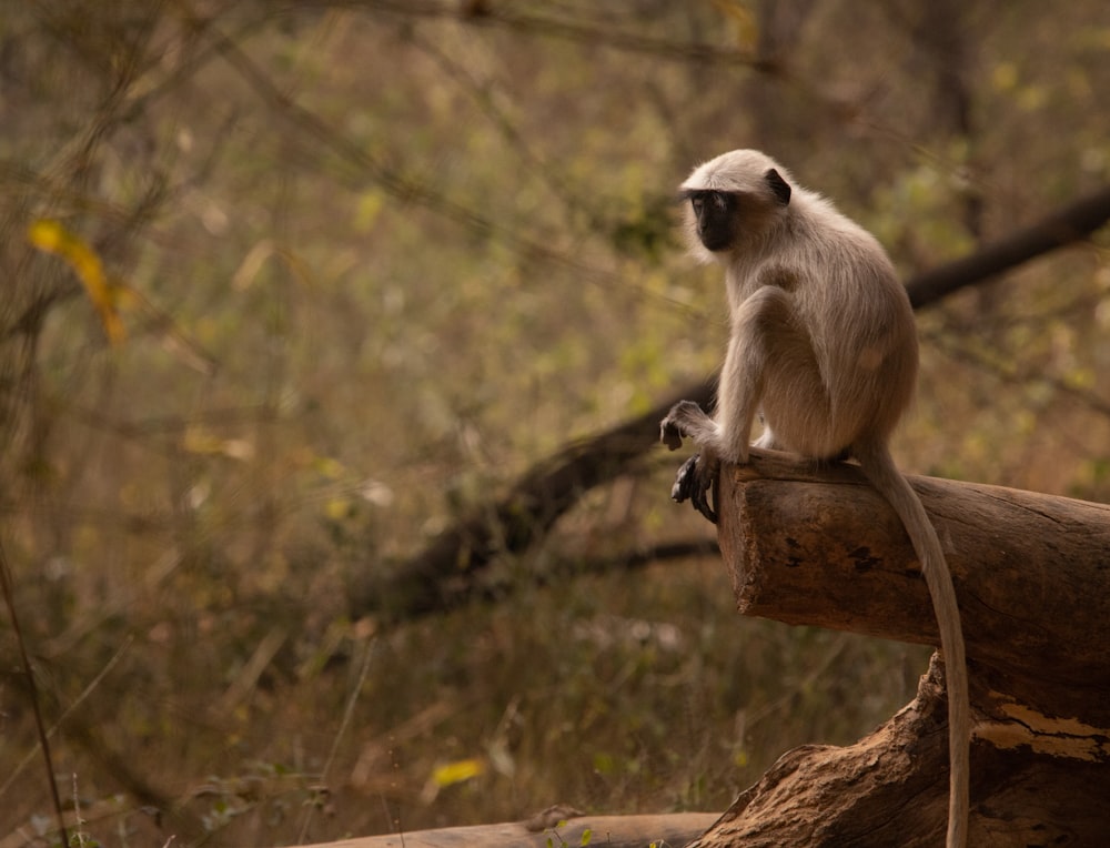 um macaco sentado em um tronco em uma floresta