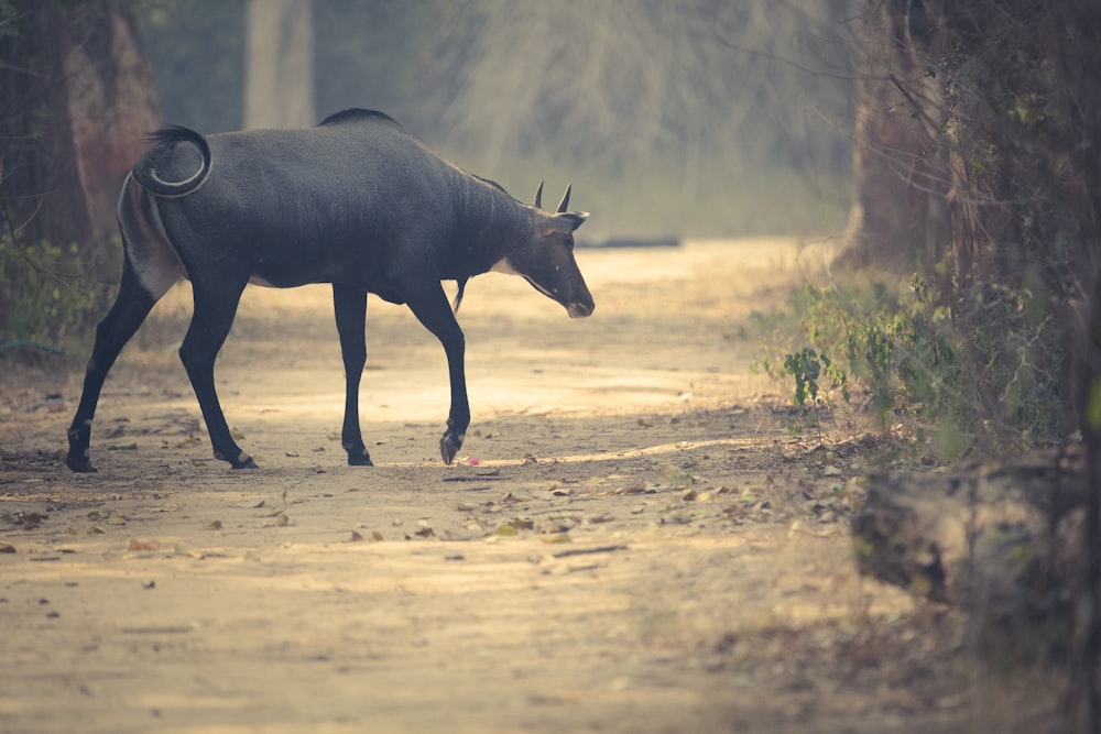 an animal that is walking down a dirt road