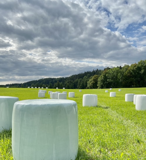 Round hay bales in harvested field