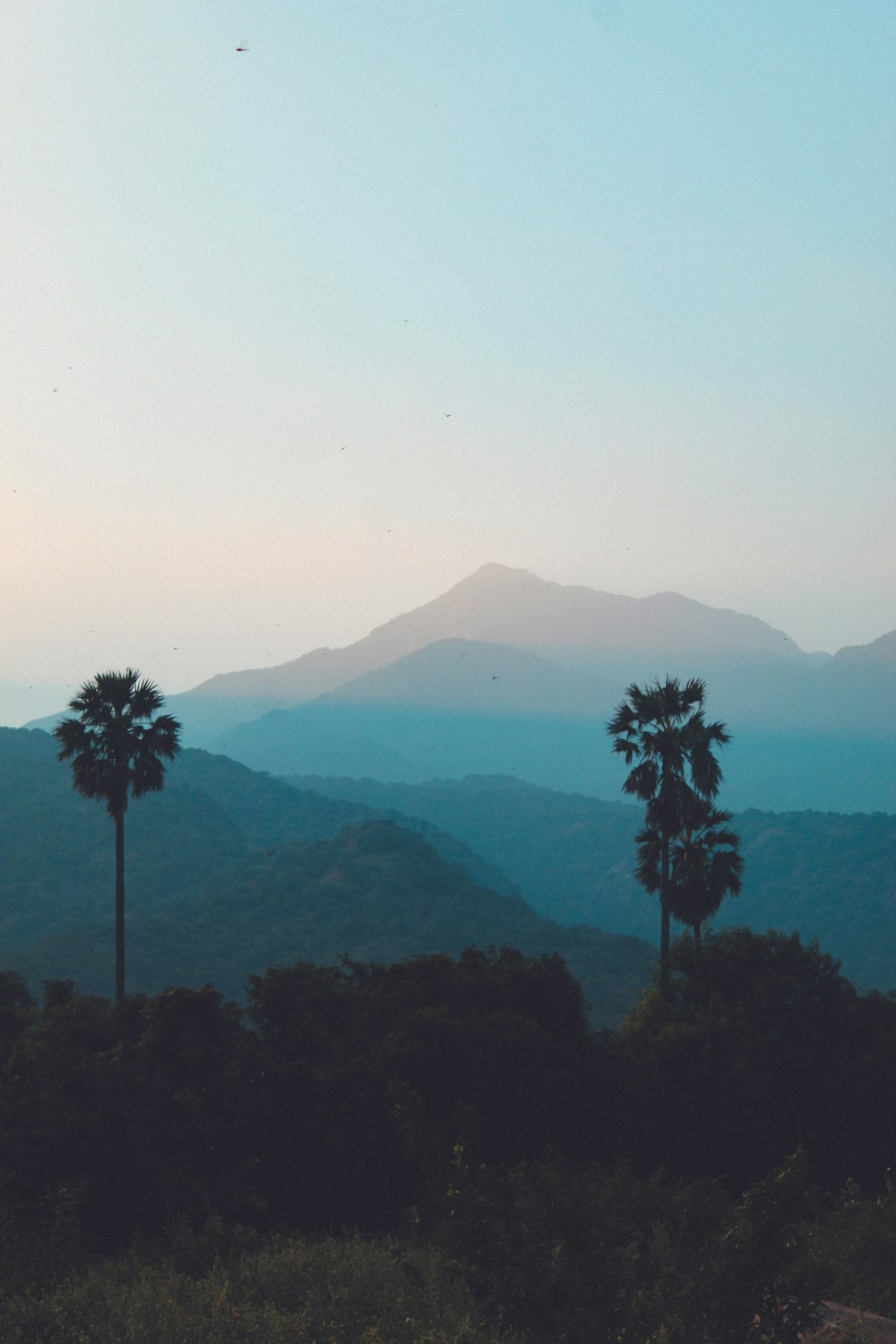 a couple of palm trees sitting on top of a lush green hillside