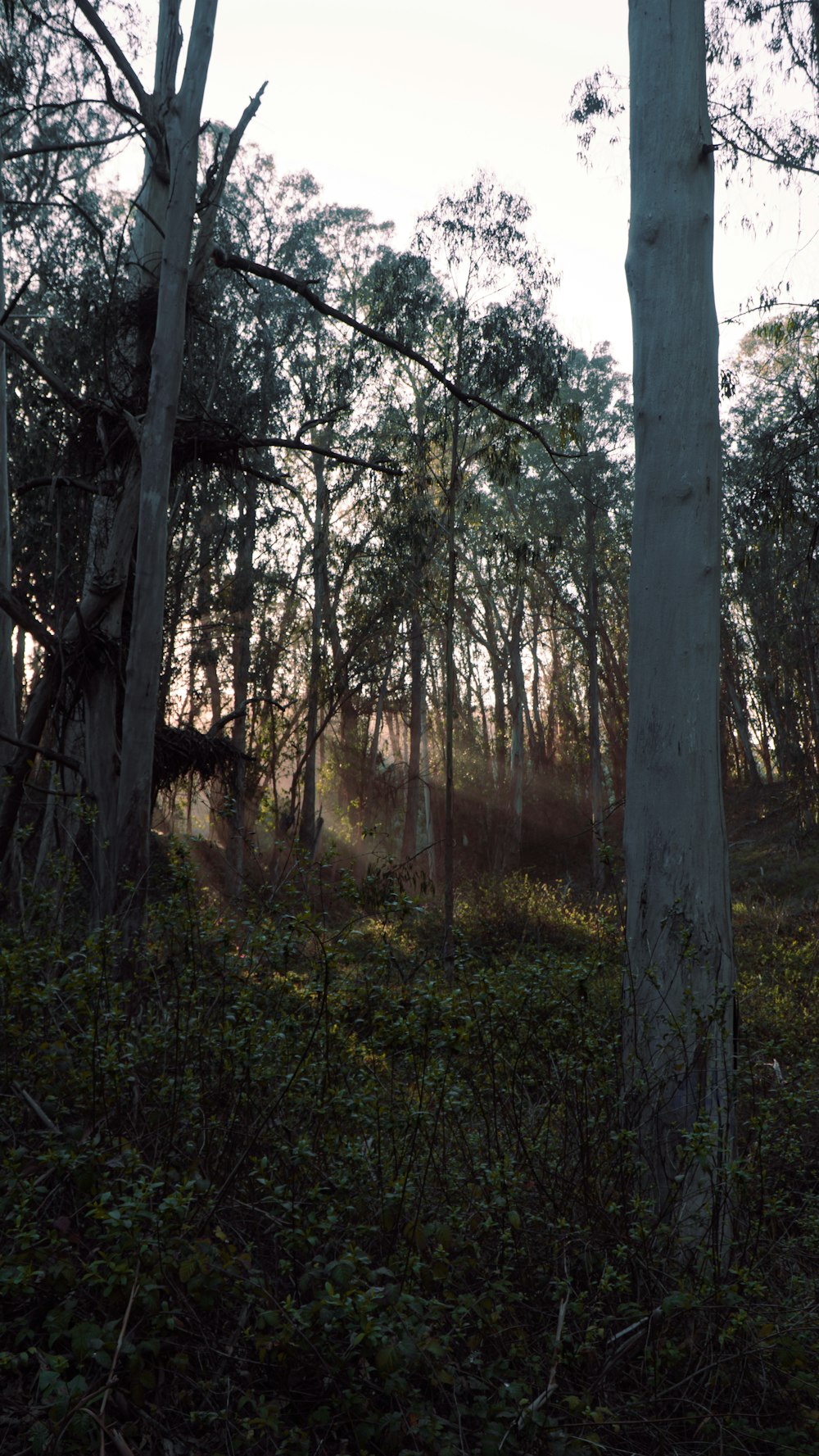 a forest filled with lots of tall trees