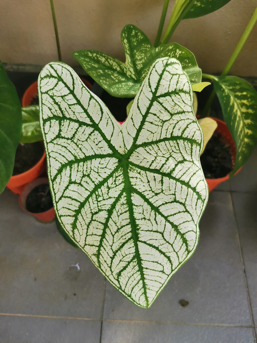 a green and white heart shaped plant in a pot