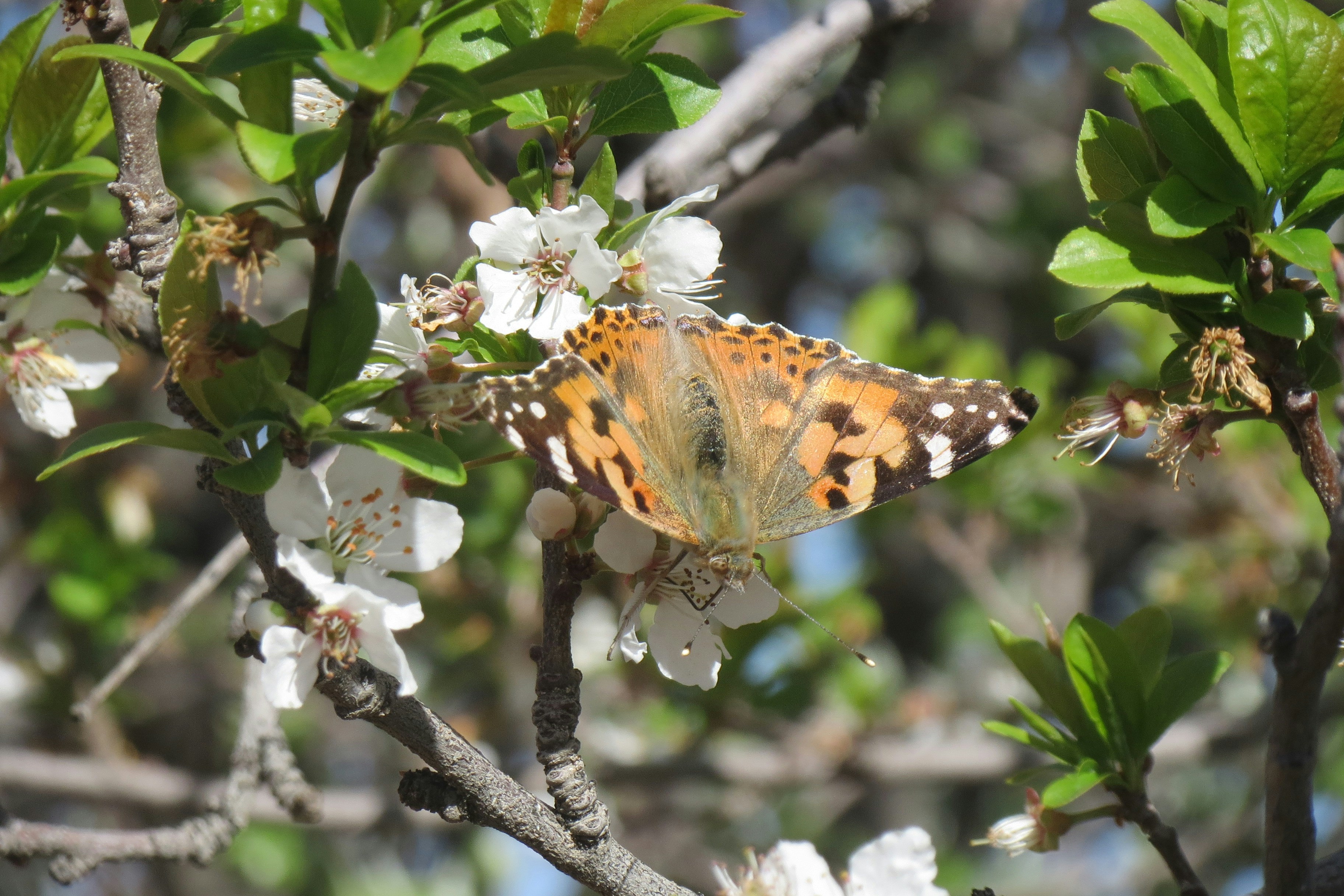 Butterflies are some of the most uniquely beautiful creatures on earth, and they've infatuated some of history's greatest artists. They've also infatuated many in our amazing community of photographers, and Unsplash has a collection of butterfly images that's unparalleled in quality. Always free on Unsplash.